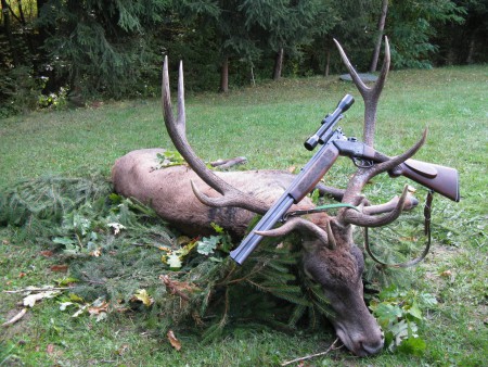 Jeleň po ošetrení diviny mal váhu 137 kg